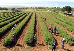 Gülün serüveni Isparta’da ziyaretçilere anlatılıyor