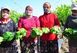 Sultani çekirdeksiz üzümün yaprağı da geçim kaynağı
