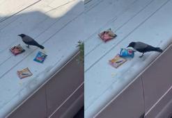 Cips hırsızı karga mahallelinin maskotu oldu