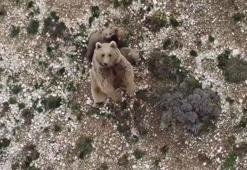 Köye yaklaşan bozayı ile 3 yavrusunu zarar görmemeleri için dronla uzaklaştırdı