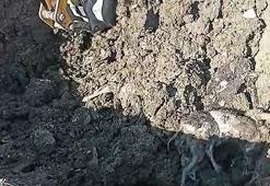 Düzce'de kazılan yerlerden 15 köpek ölüsü çıktı, soruşturma başlatıldı