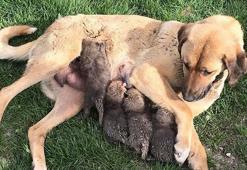 Anneleri ölen tilki yavrularına karakoldaki köpek süt annelik yaptı
