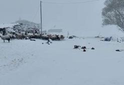 Ağrı'ya kış geri geldi