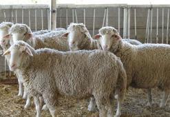 Prof. Dr. Akmaz: Konya havzasındaki küçükbaş sayısında yüzde 60 azalma var