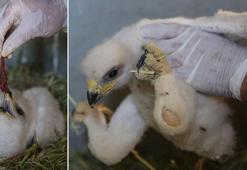 Yuvaları yıkılan 2 yavru kartal korumaya alındı