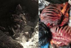 İzmir’de 5 ton 860 kilo tek tırnaklı hayvan eti ele geçirildi