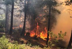 Hatay'da orman yangını