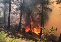 Hatay'da orman yangını