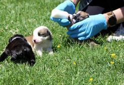Anneleri kazada ölen 9 yavru köpeği sahiplendiler