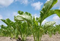 Pancar çiftçisine 490 milyon TL avans ödemesi