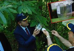 Gal arısına karşı 'terminatör' böcekler ormanlara salındı