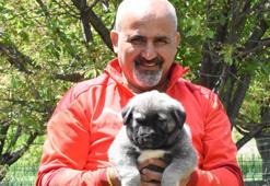 Kangal köpekleri isimlerini fiziki ve karakteristik özelliklerinden alıyor