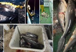 Pasifik’te yıllarca balıkçı gemilerinde köpekbalığı yüzgeci tespit edildi, soruşturma dün açıldı