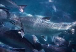 Okyanus suyunun ısınmasıyla çiftliklerdeki somonların yüzde 42’si öldü