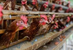 Kafessiz Türkiye hareketine destek