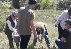 Salep soğanı toplayan 4 kişiye 438 bin lira ceza