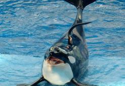 Seine Nehri’nde mahsur kalan katil balina için hoparlörlü drone’dan balina sesi yayılacak