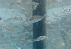 İzmit Körfezi’ne 6 bin balık daha bırakıldı