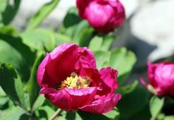 Andırın'da şakayıklar açtı; koparmanın cezası 109 bin TL