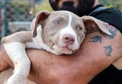 Pet Market ve Üreticiler Derneği’nden kedi-köpek mamalarında 'KDV düşürülsün' çağrısı