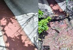 Tekirdağ'da kırmızı akan kanalda inceleme