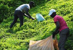 Afrikalı işçiler bu yıl da çay hasadında