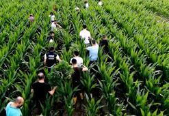 Para karşılığı mısır tarlasında Hint keneviri yetiştirmiş