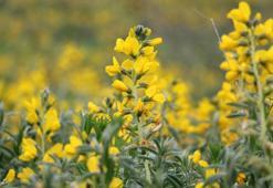 'Eber sarısı' çiçeğini koparana 109 bin lira ceza