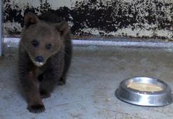 4 aylık 'Cihangir', ayı barınağının 73'üncü ve en küçük üyesi