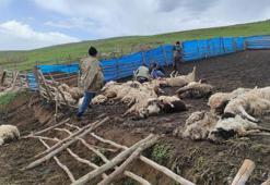 Gök gürültüsünden ürküp birbirini ezen 108 koyun öldü