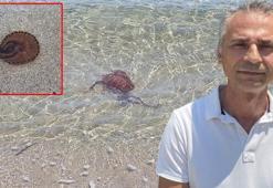 Prof. Dr. Şirin: Pusula denizanalarının Marmara'da artmasının nedeni su sıcaklığı seviyesi