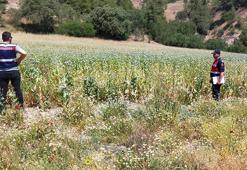 Manisa'da 280 bin kök haşhaş bitkisi ele geçirildi