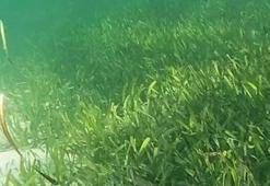 Dünyanın en büyük bitkisi, 4 bin 500 yaşında ve 200 kilometrekare büyüklüğünde