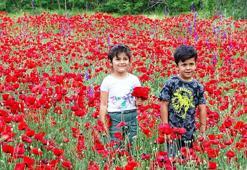 Kütahya'da gelincik güzelliği