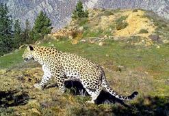 Anadolu parsı, ayak izi ve tüyünden tespit edildi