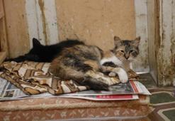 Büyükada'da kedilerde salgın iddiası