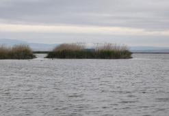 Yağışlarla birlikte Eber Gölü'nde su seviyesi arttı