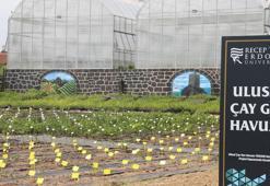 2 bin 54 çeşitle 'Çay Gen Havuzu' oluşturuldu