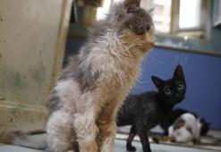 Cat epidemic killed 700 cats in Buyukada, claimed volunteers