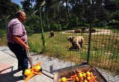 Kış uykusunda verdikleri kiloları, yaza özel beslenme programı ile alıyorlar