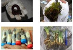 Biyokaçakçılığı önleyecek düzenleme