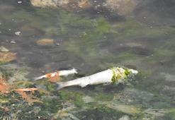 Çakalburnu Lagünü'nde oksijen tükendi, balıklar öldü