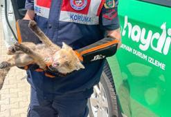 Yaralı tilki yavrusu tedavisi için Ormanya'ya götürüldü