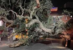 Sancaktepe'de asırlık ağaç yola devrildi