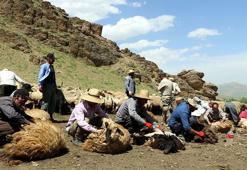 Yüksekova'da imece usulü koyun kırkma mesaisi
