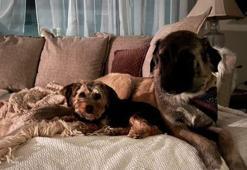 Adopted stray dog 'Helly' is in the USA