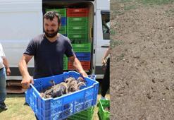 Eynif Yaylası'nı istila eden çekirgelerle 2 bin hindi mücadele edecek