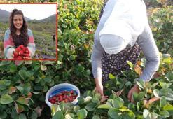 2007'de 4 aileyle başlayan 'Sason Çileği' üretiminde rekolte 4 bin 900 tona ulaştı