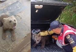 Bataklıktaki yavru ayıyı jandarma kurtardı