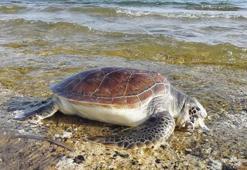 Nesli tükenme tehlikesindeki caretta carettalar için naylon poşet uyarısı